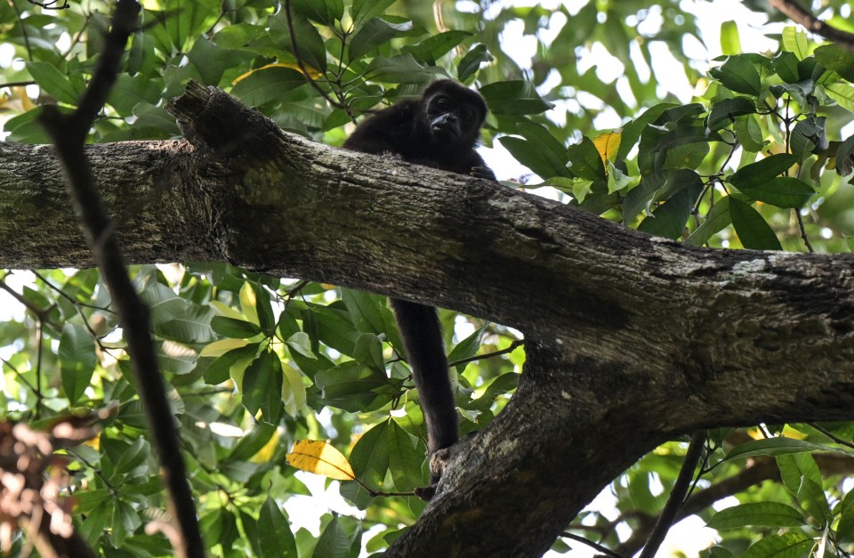 Howler monkeys are considered endangered