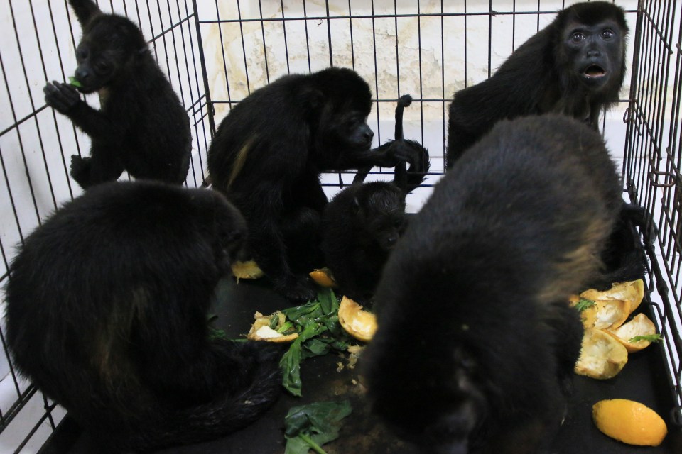 Some of the fortunate monkeys that have been rescued pictured recovering at the vets