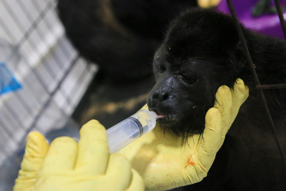 A veterinarian feeds a young howler monkey with heatstroke