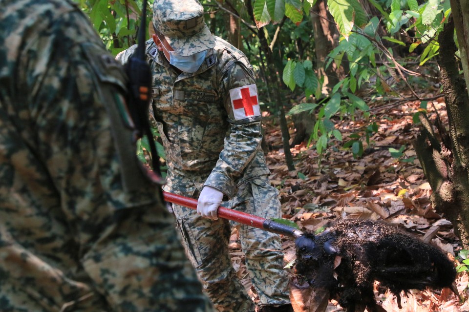 Here a soldier removes one of the dead monkeys