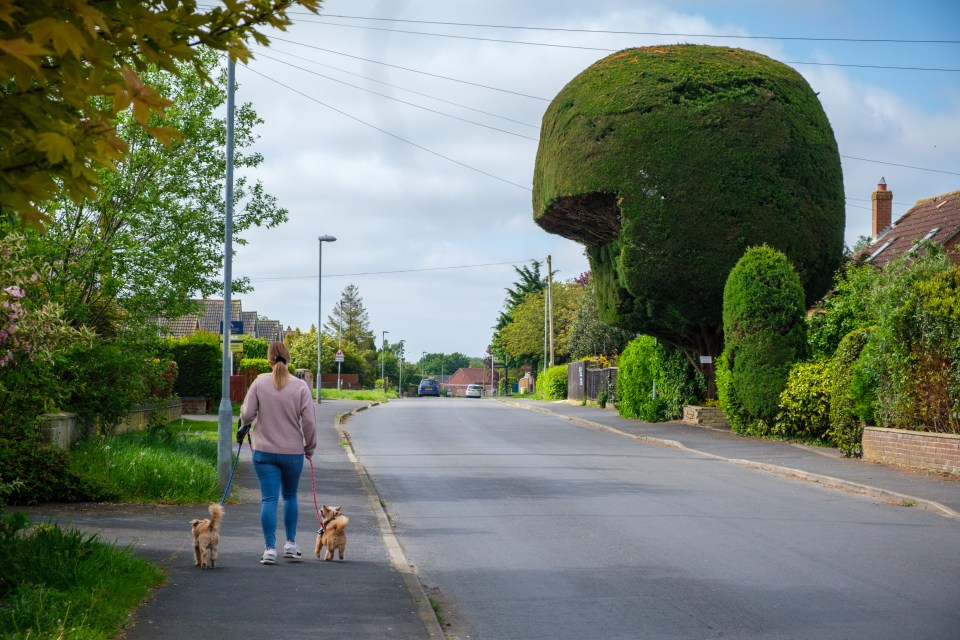 The tree is also described as looking like a helmet