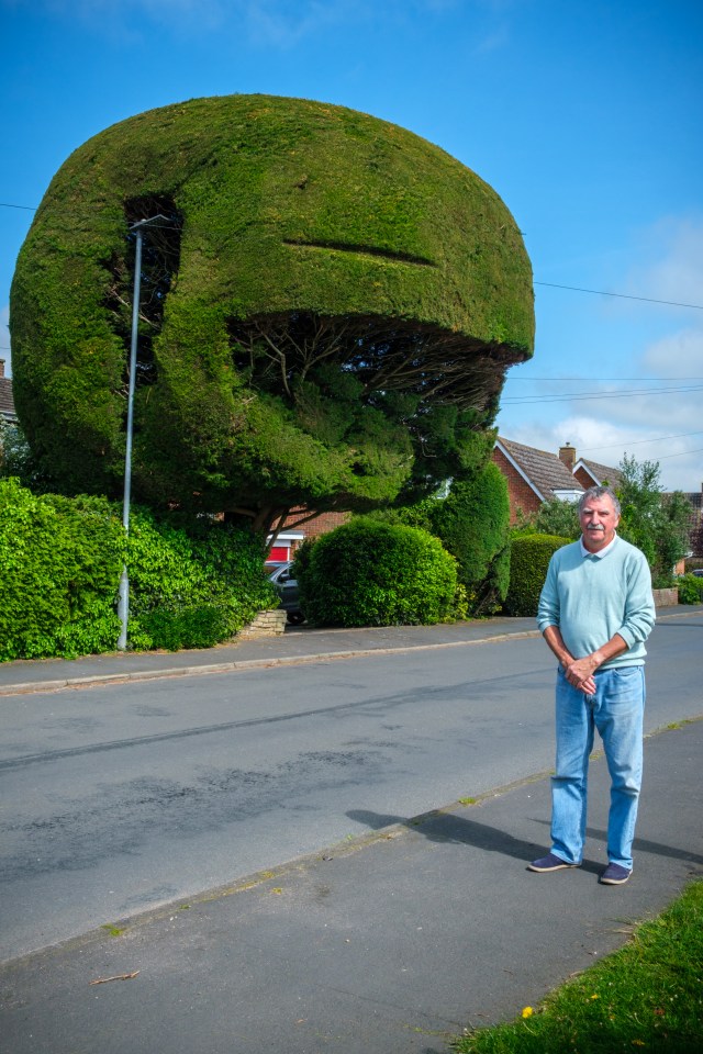 Peter Davis and his Pac-Man shaped tree in Wymondham, Norfolk