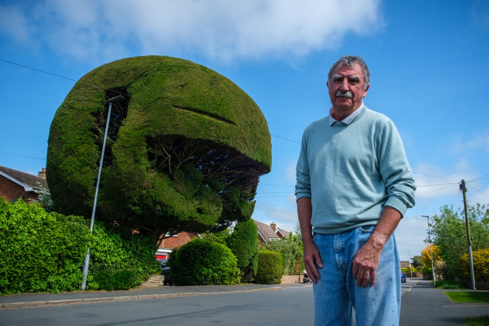 The tree is clipped back at £500 a pop by an arborist