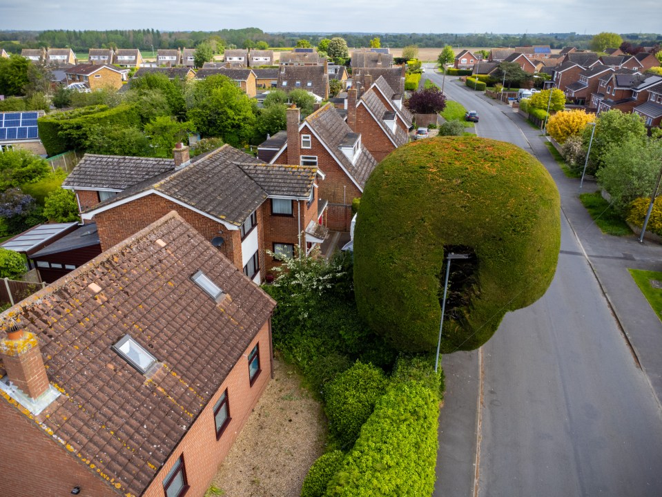 One local said the tree had ‘never been an eyesore or a problem’ to them