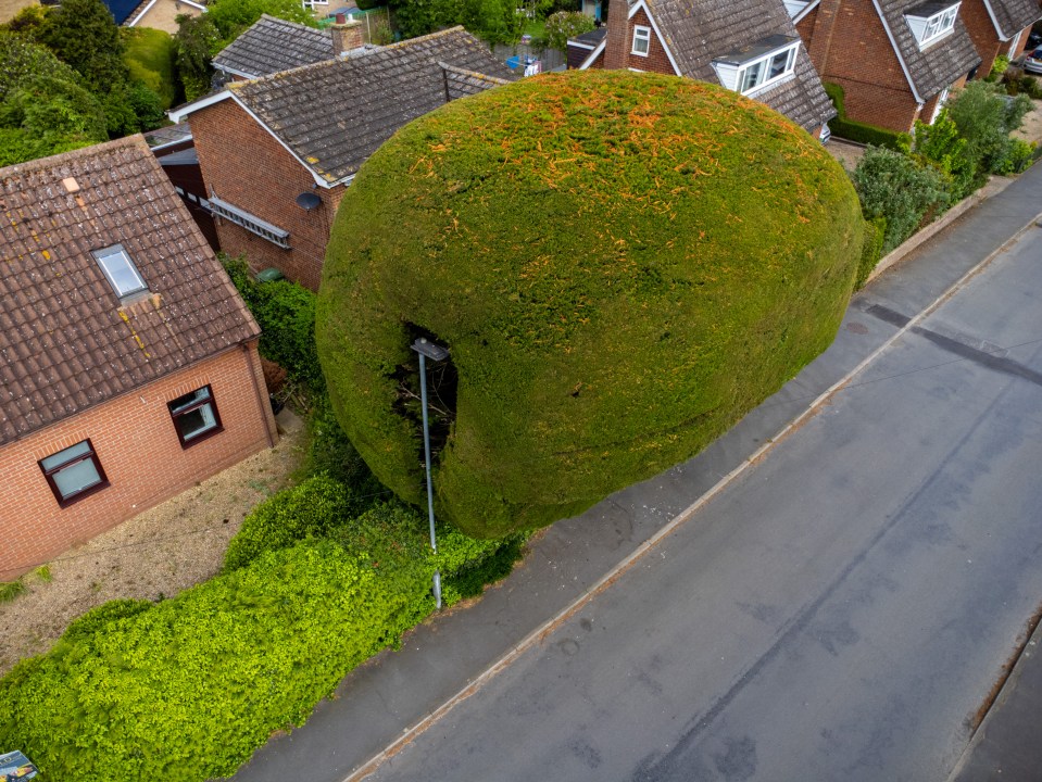 The tree is cut to make space for a street lamp and vehicles going past