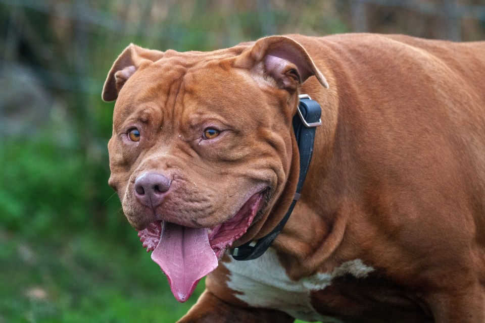 The mum is understood to have been killed by two XL Bullies (stock image)