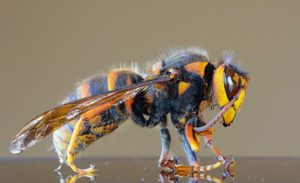 Japanese giant hornet closeup macro, also called giant sparrow bee