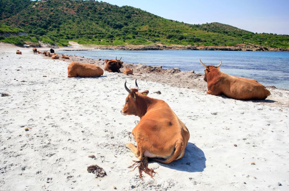 The beaches in Sardinia are known for the cows that visit them