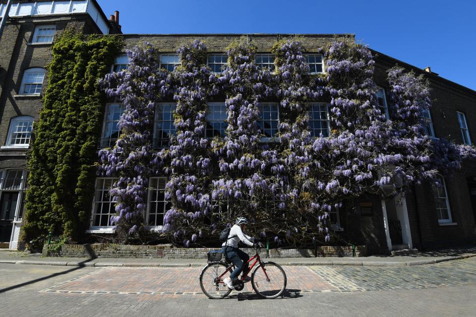 A UK brewery is hiding a big secret about it's wisteria