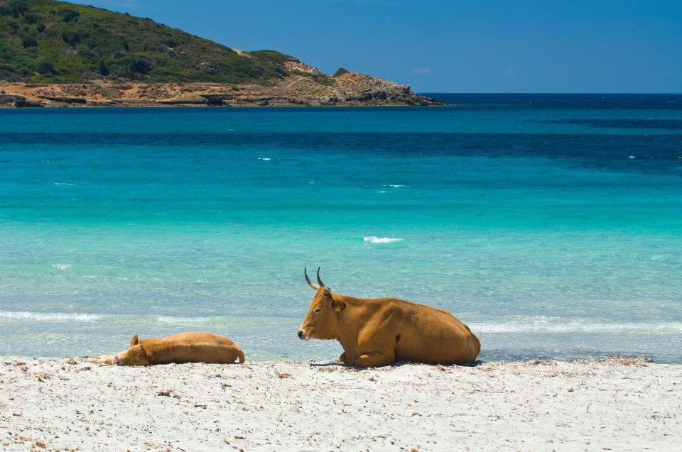 Visitors are amazed by seeing the cows on the shore