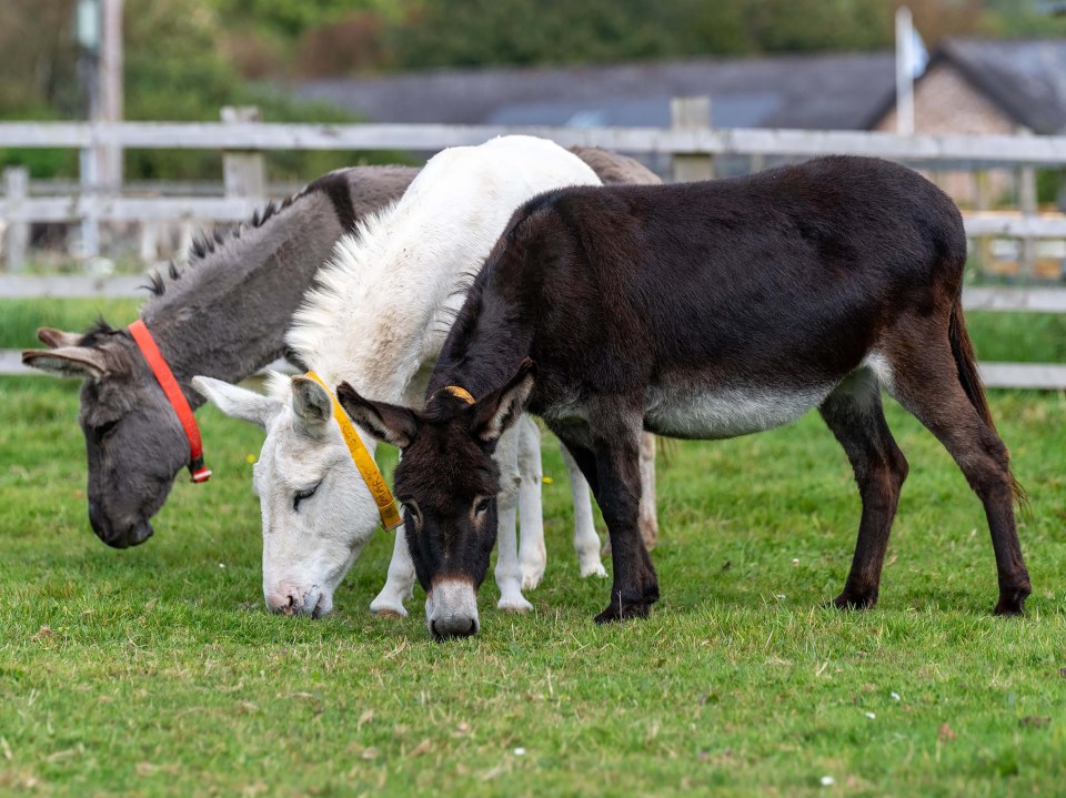 Donkeys snacking at the Birmingham sanctuary