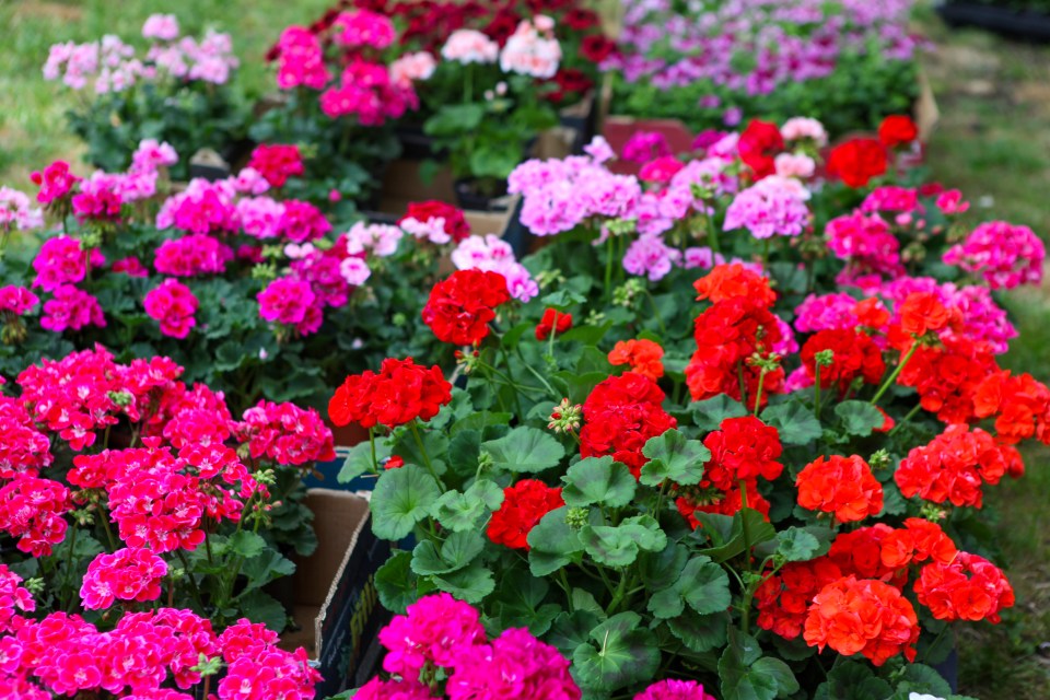 Simon explains that geraniums repeal flies with their lemony fragrance