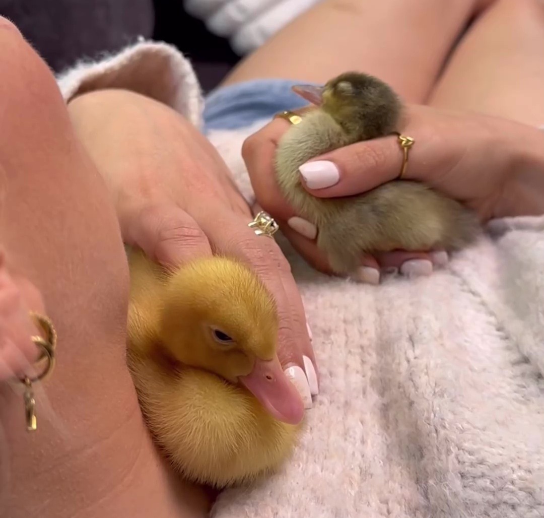 The star adopted the tiny ducklings in May