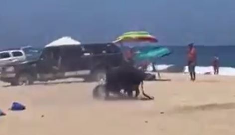 The bull pummelled the helpless tourist as she lay on the sand