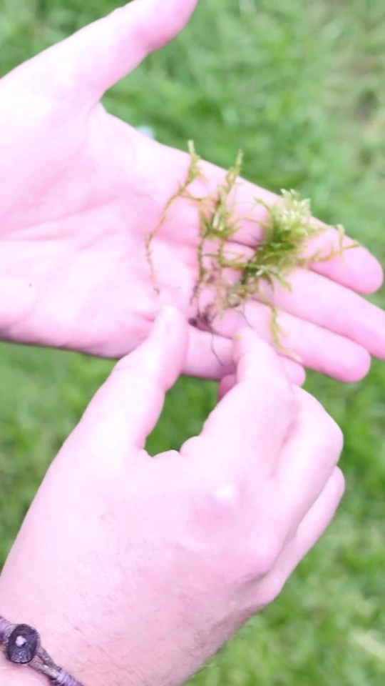 Check your lawn carefully to see if you've got moss amongst it