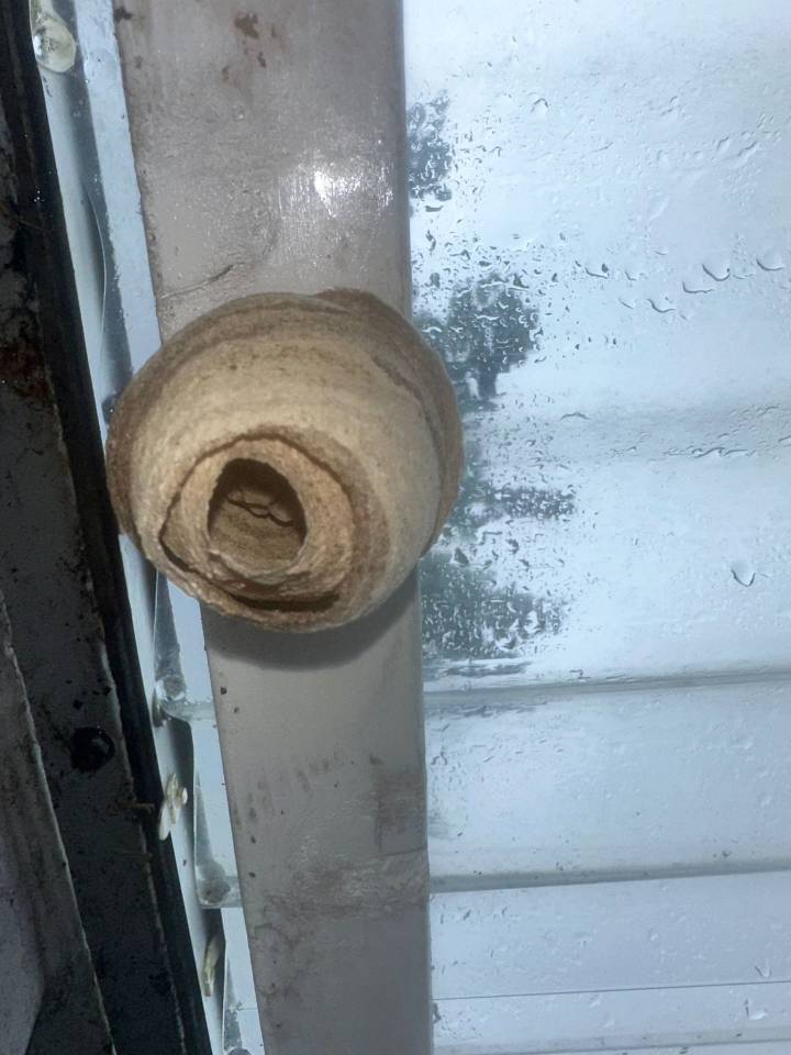 A queen Asian hornet nest was spotted at a roadside cafe in Kent