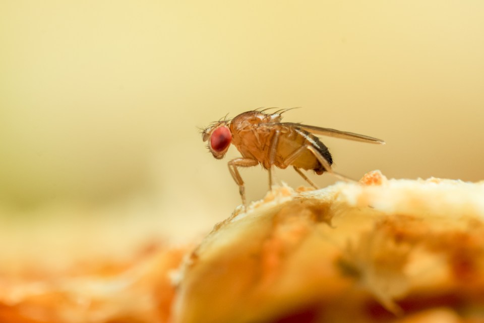 Insect screens on your windows and doors will prevent fruit flies