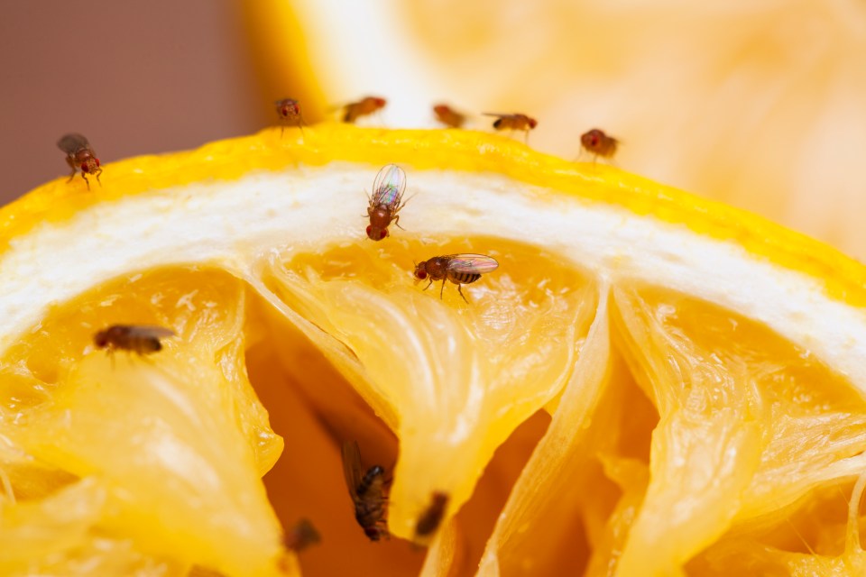 Fruit flies can invade your home during the warm summer months