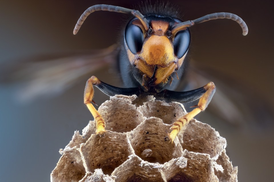 Close-up of an Asian hornet