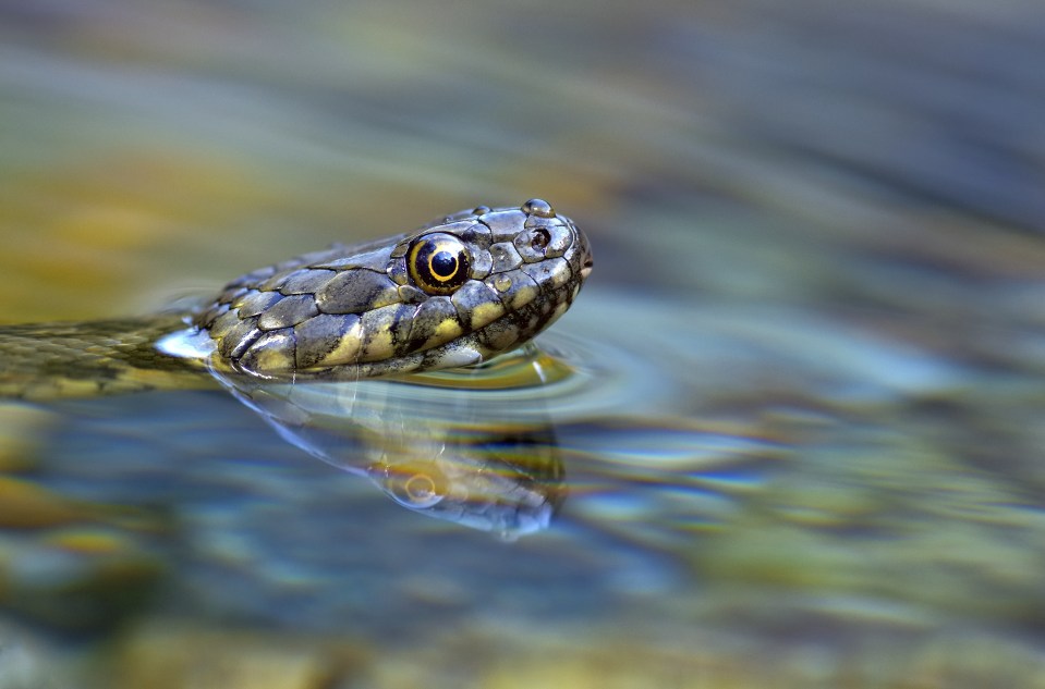 Dice snakes put on an Oscar-worthy performance