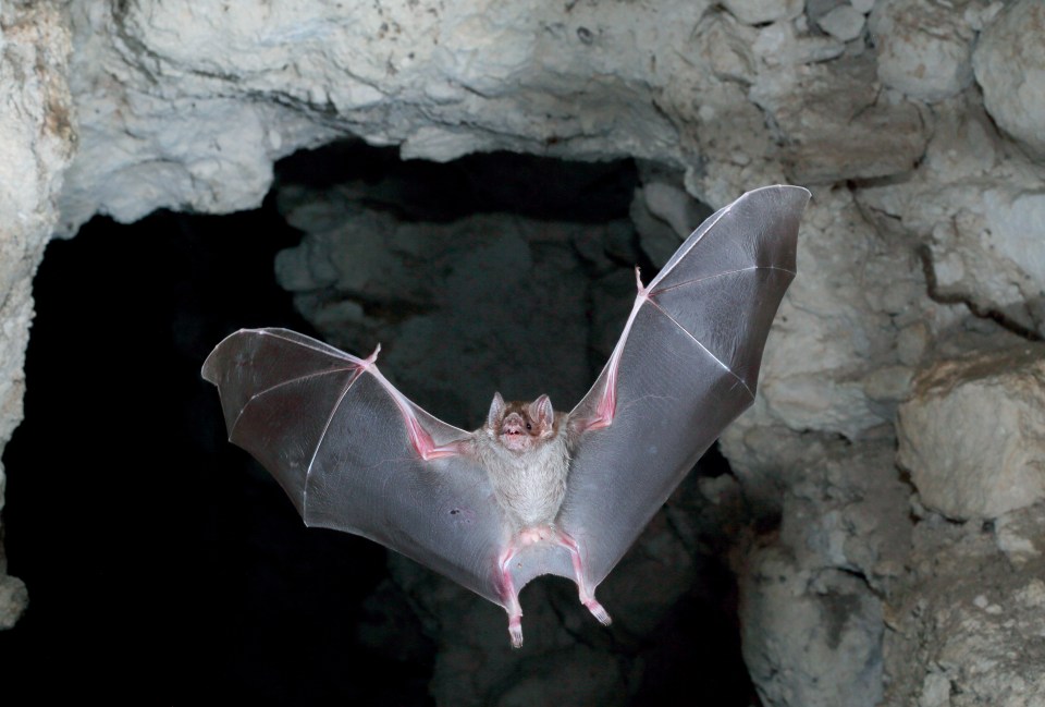 Along with the snakes and spiders, the jungle is 'teeming' with bats which can spread rabies