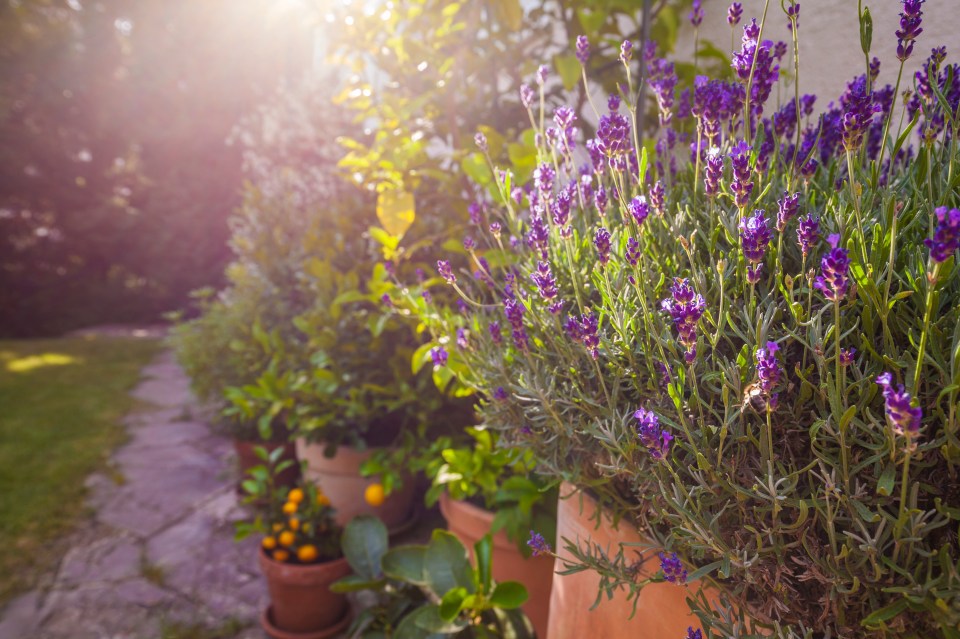 Simon explains that lavender gives off a powerful scent which deters bugs