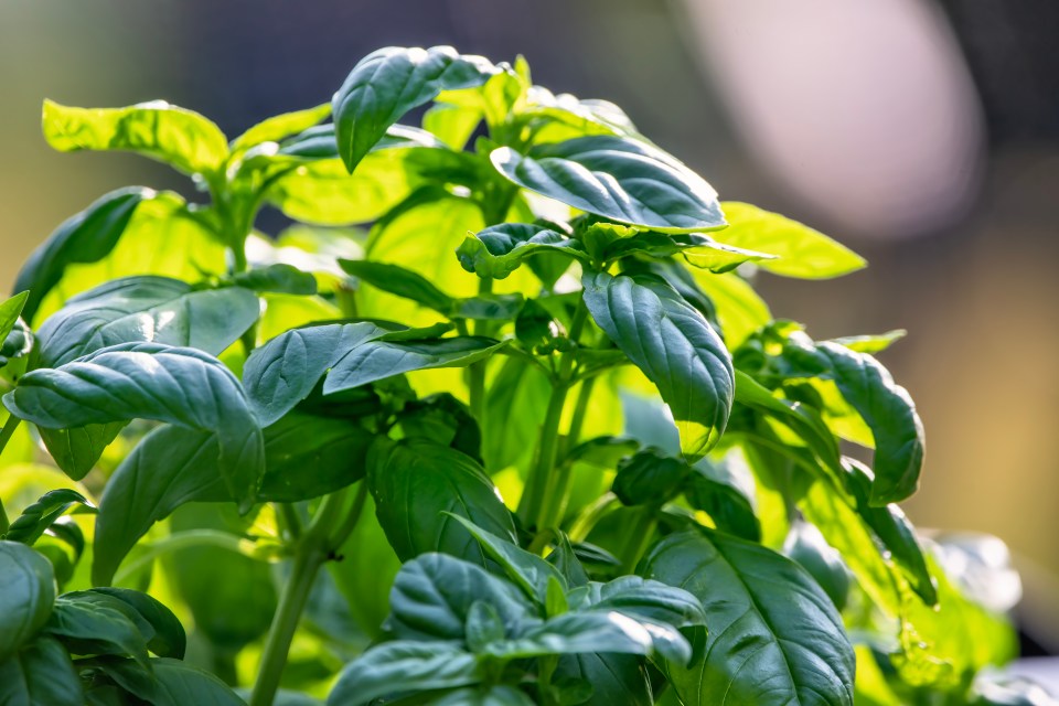 Simon explains that basil is also a natural insect repellent