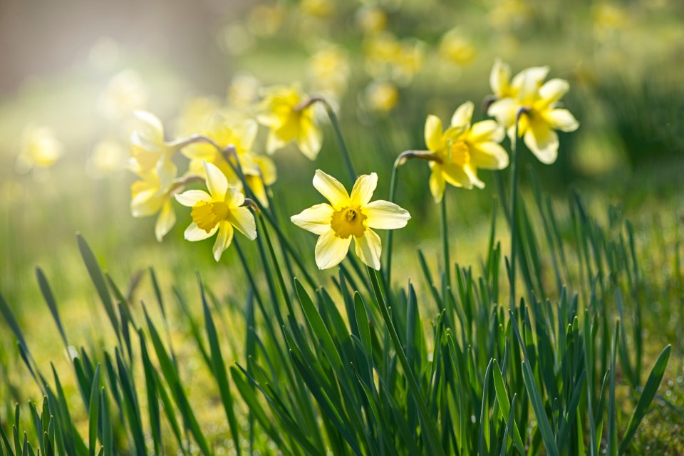 The animal expert also shared that Daffodils can act as a deterrent to rats