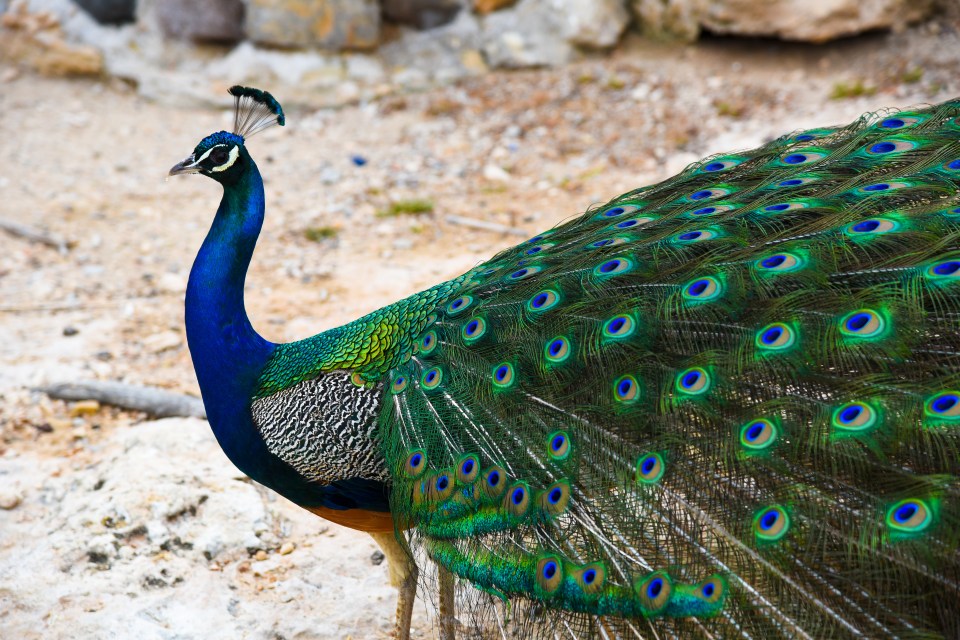 Peacocks, goats and deer are included in the animals found on the island