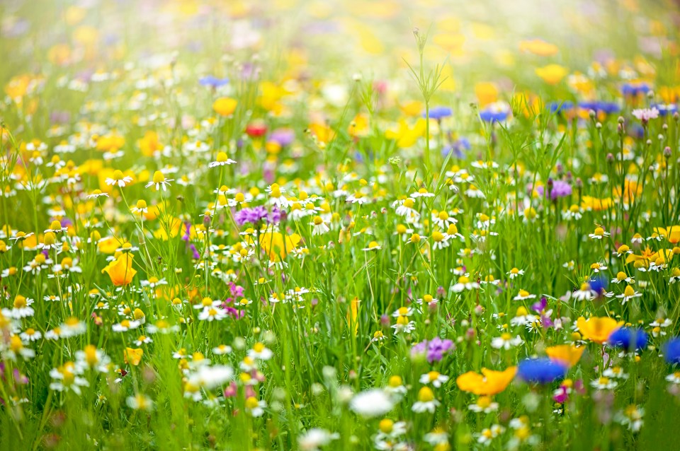 Sow some wildflowers in the Royal Parks next weekend for Volunteer week.