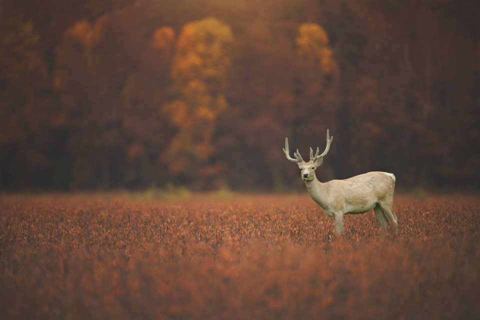 One-in-four city dwelling kids have never seen a deer or a bird of prey