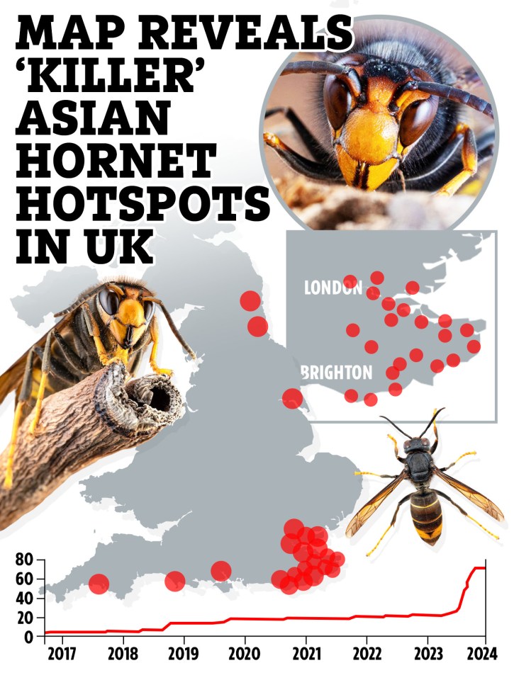 a map showing asian hornet hotspots in the uk