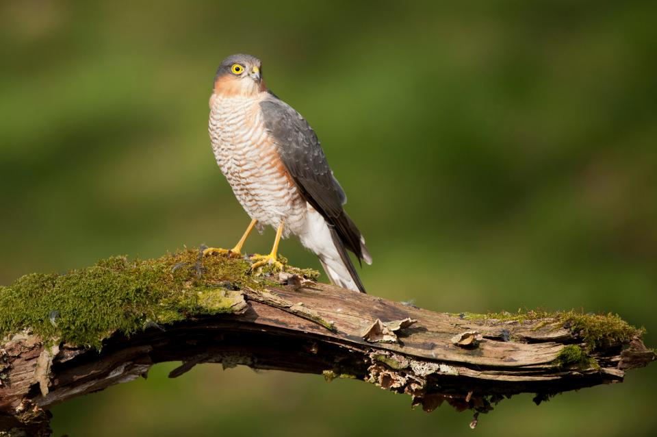 A Sparrowhawk - a bird of prey found in the UK