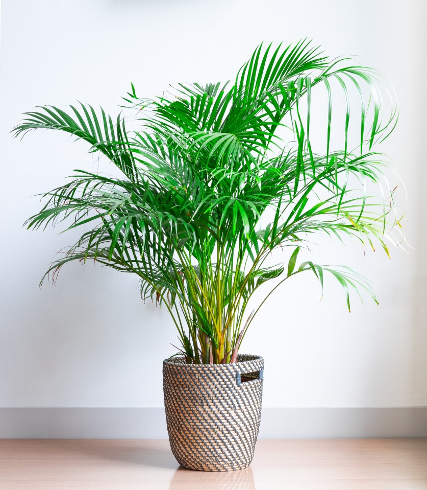 a palm tree in a basket on a wooden floor