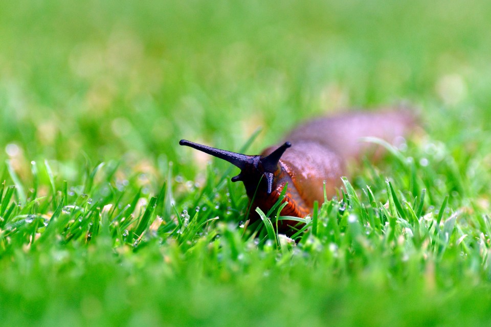 Slugs are no longer seen as a pest by the RHS