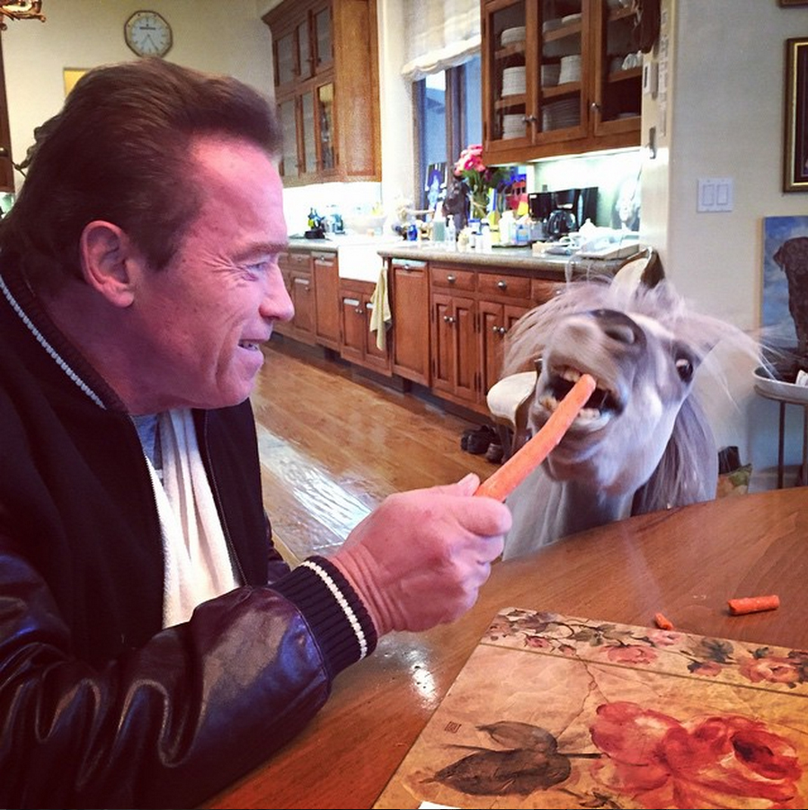 Arnie feeding his pet pony Whiskey at the kitchen table.