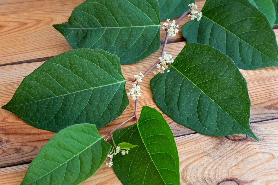 The Japanese knotweed has creamy white blossoms in late summer