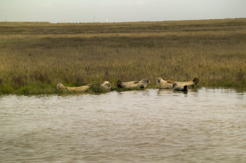 In Hamford Water Nature Reserve seals can be seen resting on the mudbanks - around 250 seals live in the Walton backwaters