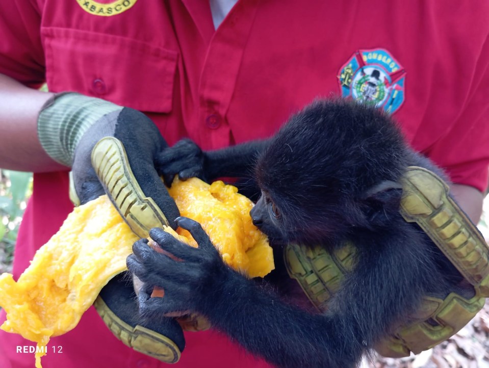 Here a dehydrated baby monkey is given some fruit