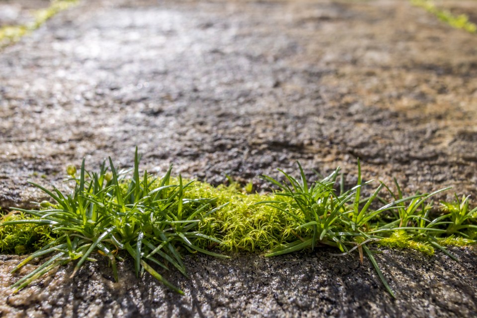 A gardening expert has revealed the free hack that will destroy weeds in an instant