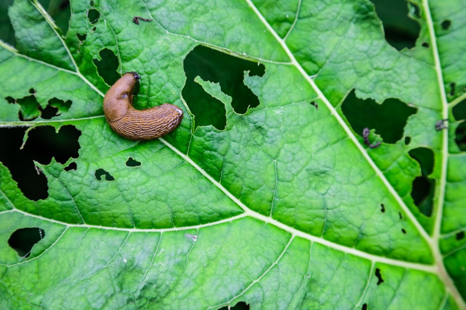 If slugs are destroying your garden, this simple hack should stop them in their tracks