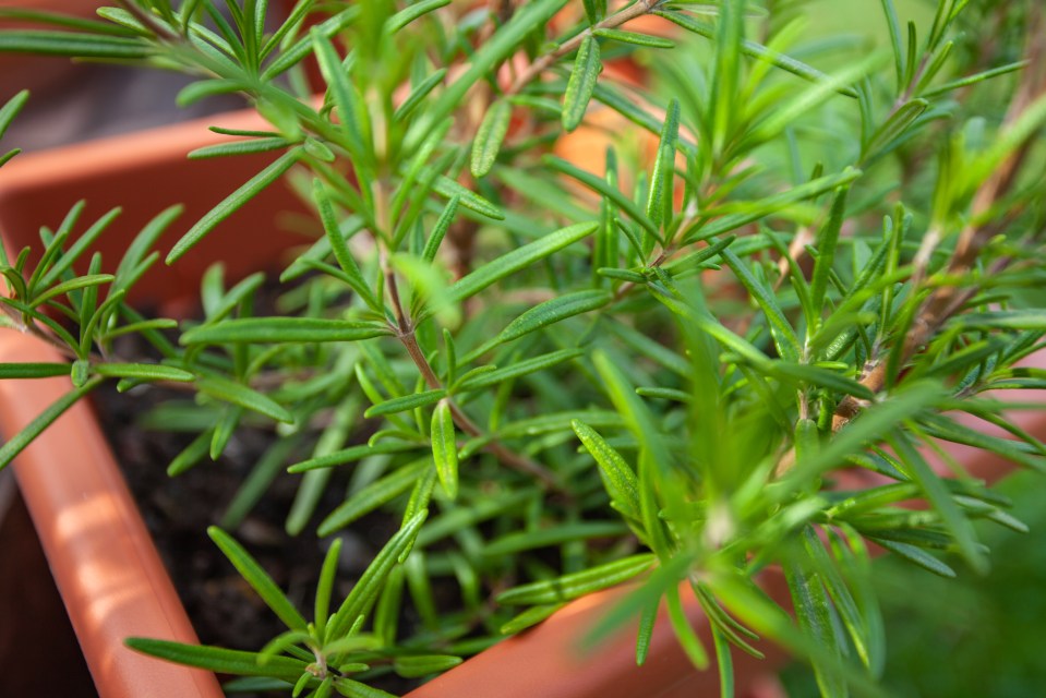 Rosemary bushes will add beauty to your garden but also keep mosquitoes at bay