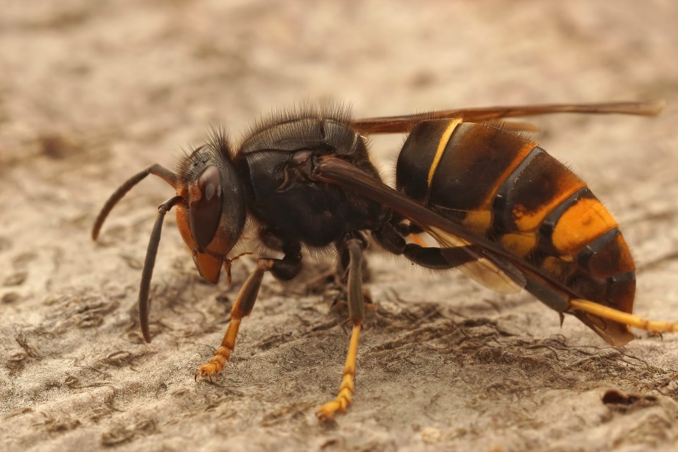 Asian long-legged predatory hornet, Vespa velutina