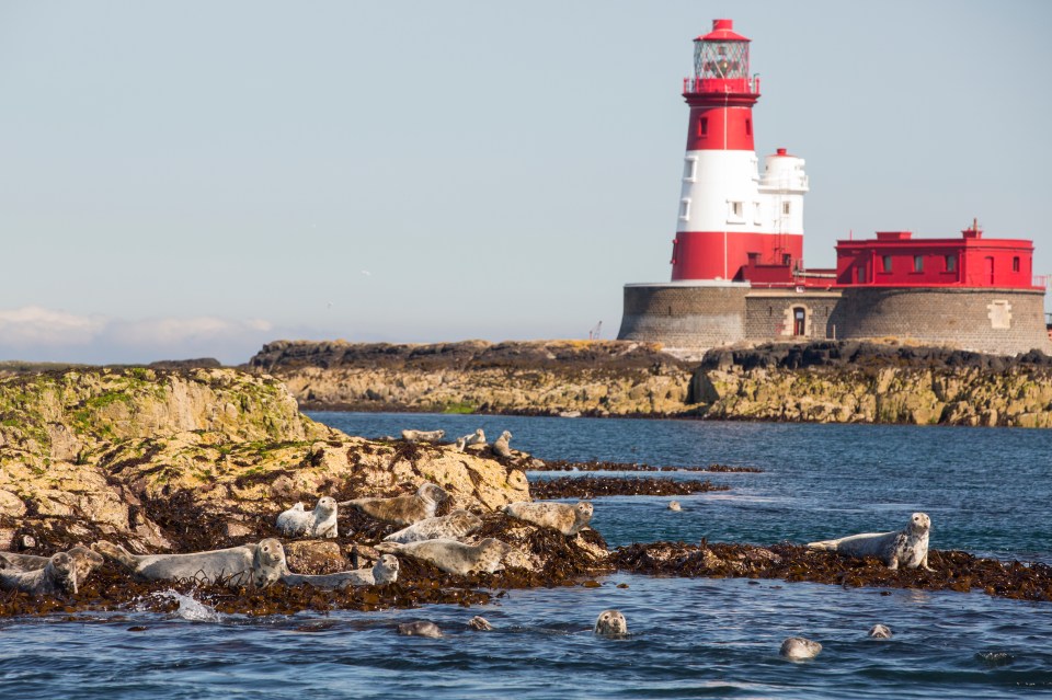 The Farne Islands are home to thousands of seals, and around October time is pupping season