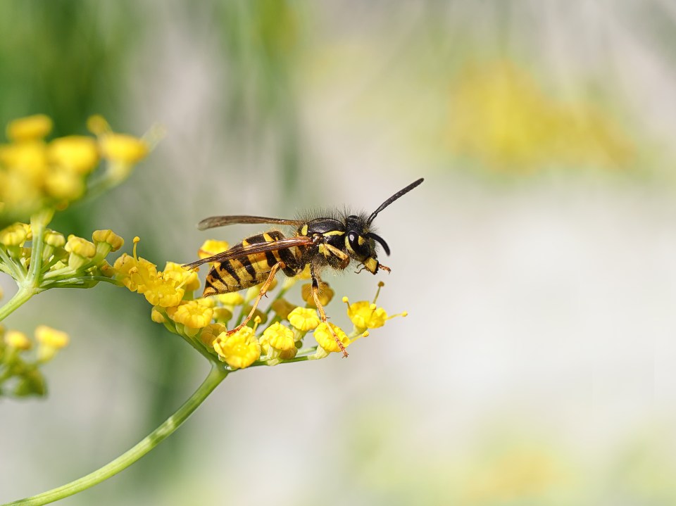 When it comes to deterring wasps, peppermint oil, £1.40, Asda, is your friend