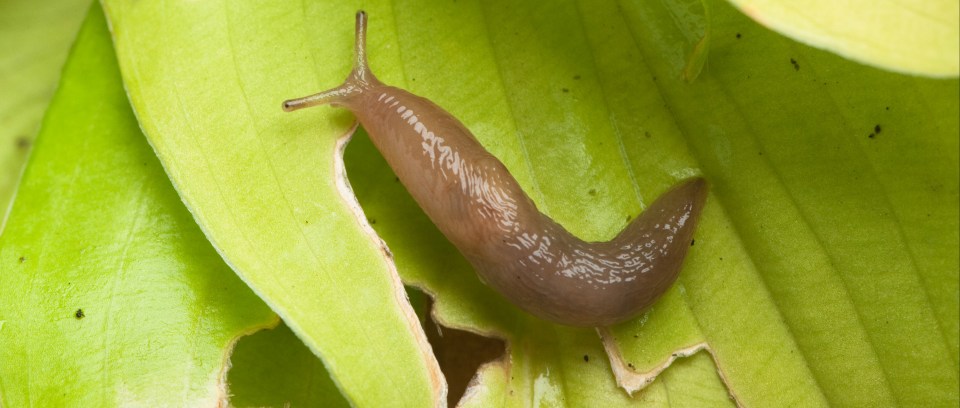 This hack should stop pesky slugs and snails