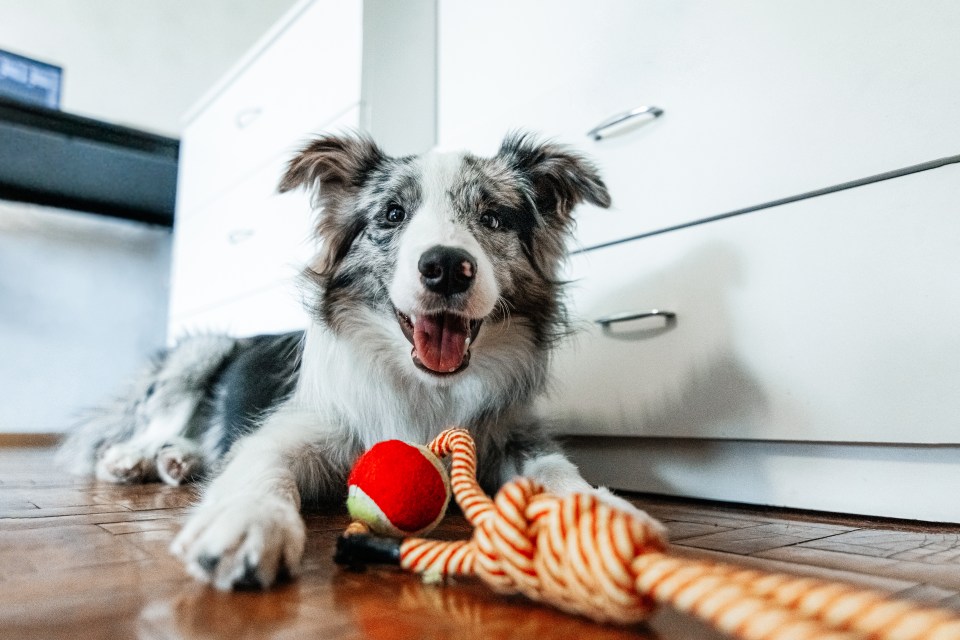 Figures suggest Britain's pandemic dog and cat boom is over