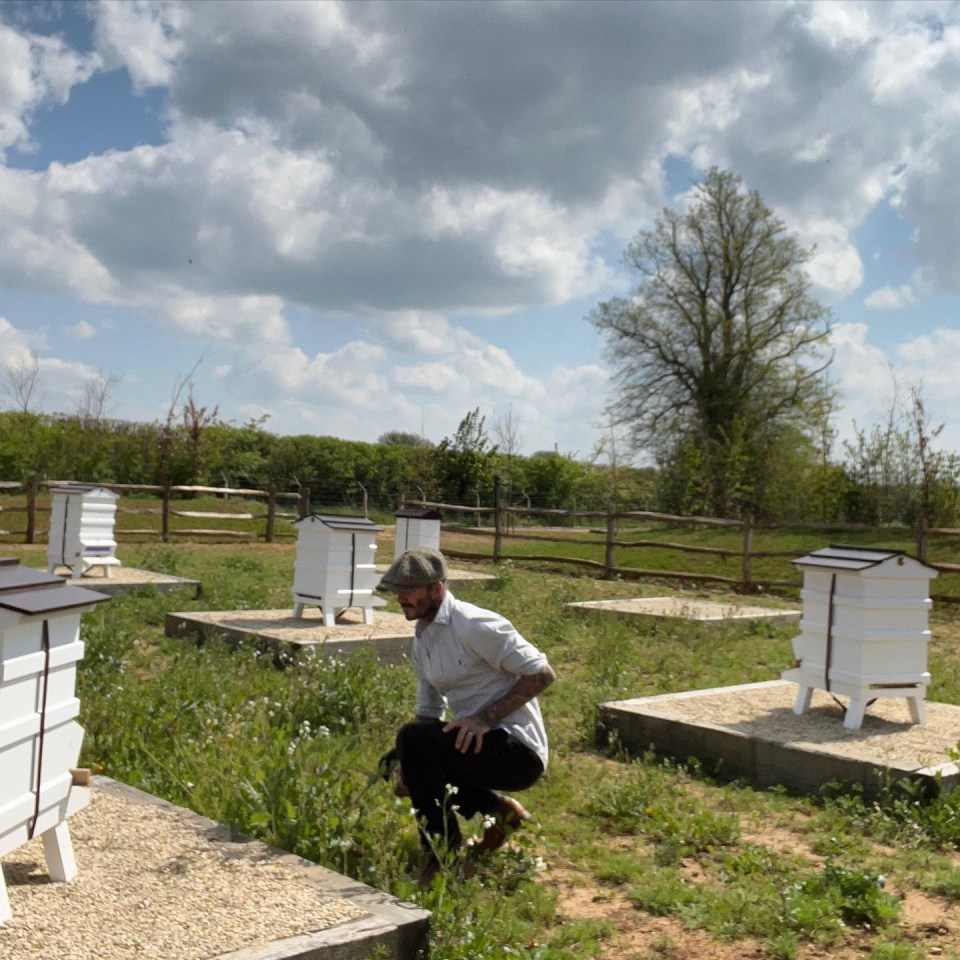 David Beckham has a team of hives in the garden, producing his own honey.