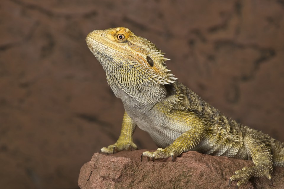 An owner of a bearded dragon has a question about the pet's breathing