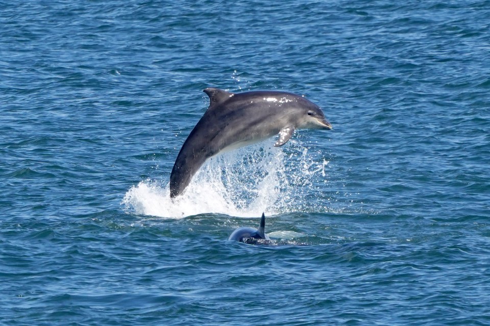 Dolphins are frequently seen swimming off the coast of Tynemouth